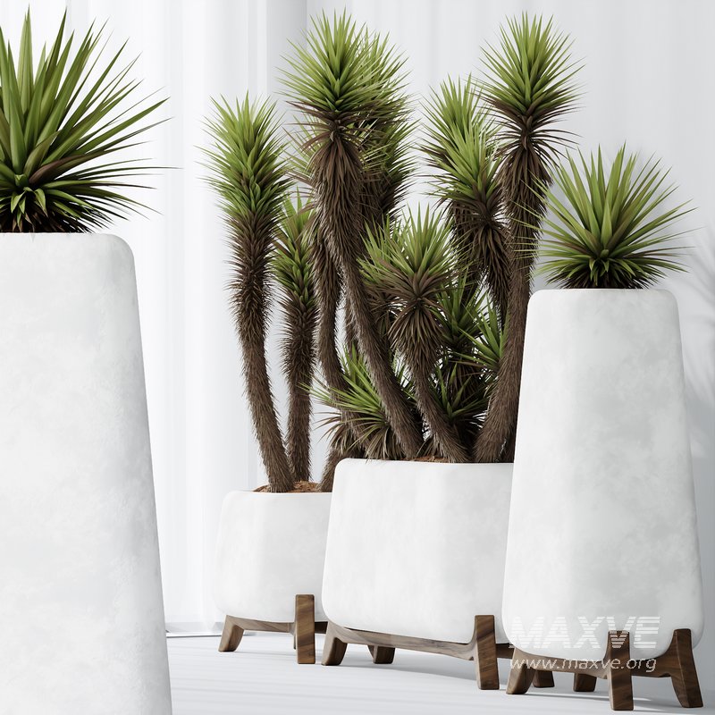 HQ Plants Yucca Elephantipes Valida Vase Set01 - Image 3