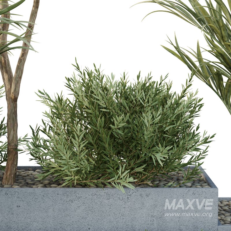 HQ Tree and bush garden box outdoor VOL 28 - Image 4