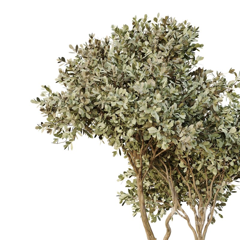 HQ Tree and bush garden box outdoor VOL 26 - Image 4