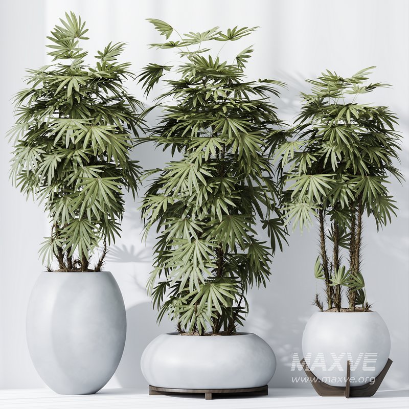 HQ Plants Rhapis Excelsa Lady Palm Hydro Care - Image 4