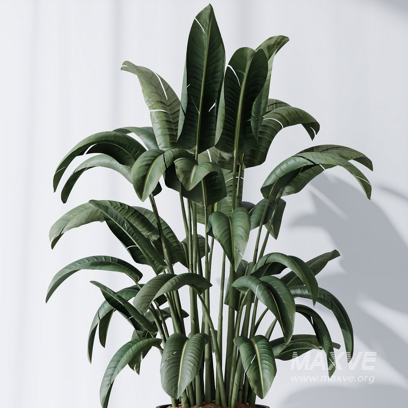 HQ Plants Bird Of ParadiseBird Vase Set04 - Image 4