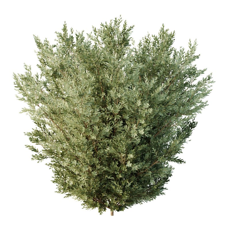 HQ Tree and bush garden box outdoor VOL 27 - Image 4