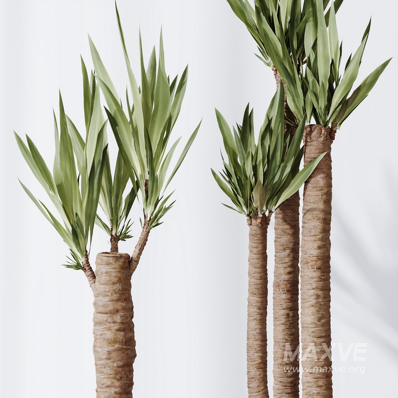 Yucca Elephantipes Gigantea Vase 07 - Image 4