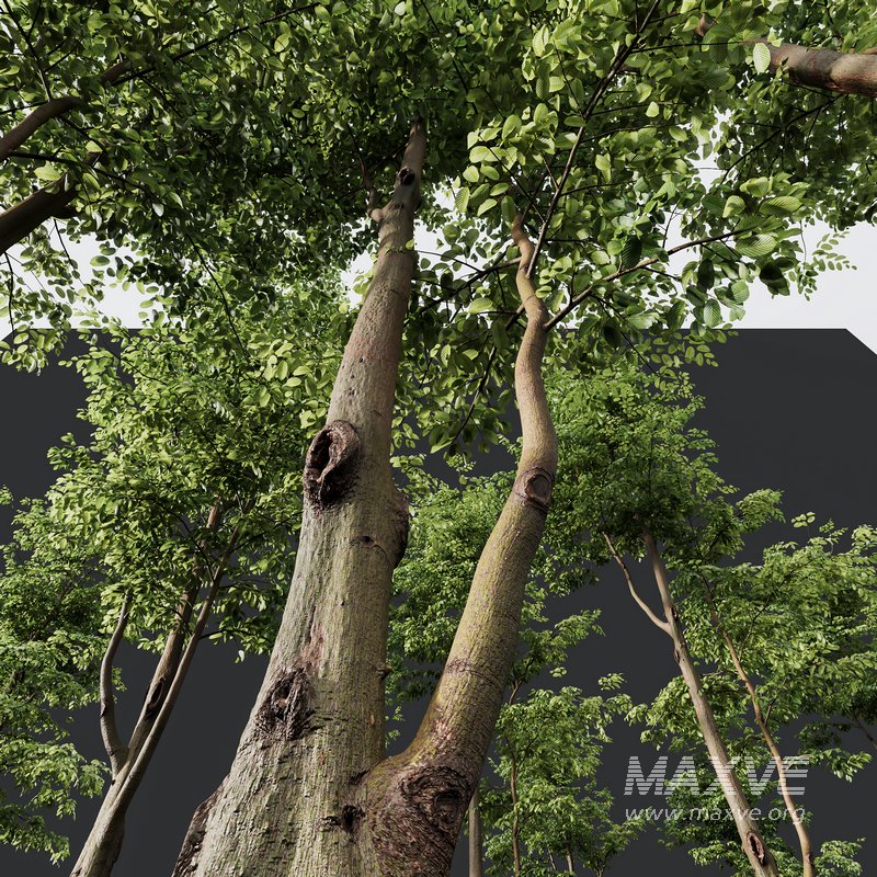 Carpinus Betulus and Hazel leave - Image 2