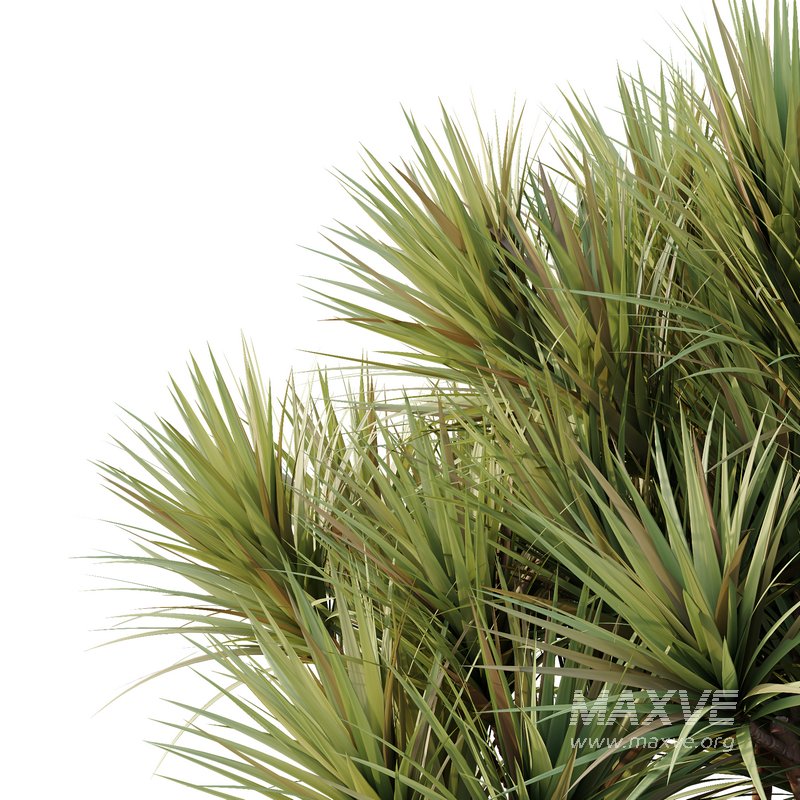 HQ Tree and bush garden box outdoor VOL 22 - Image 5