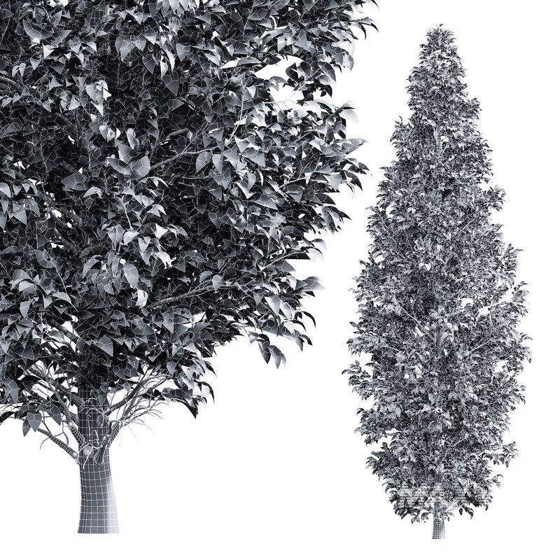 Carpinus Betulus 01 - Image 4