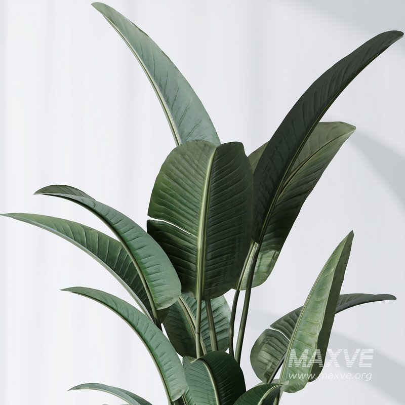 HQ Plants Bird Of ParadiseBird Vase - Image 4