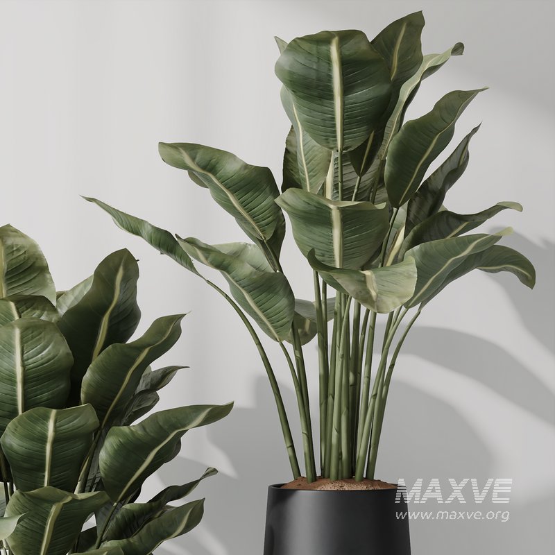 HQ Plants Bird Of ParadiseBird Vase Set05 - Image 5