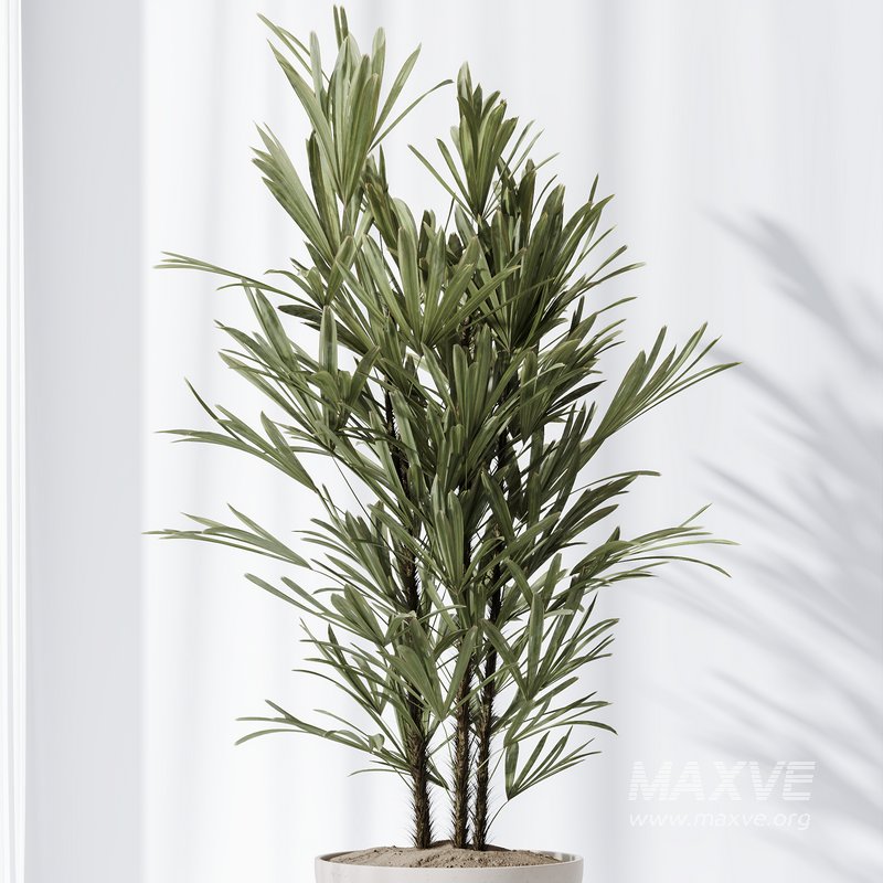 HQ Plants Rhapis Excelsa Lady Palm Hydro Care Set03 - Image 5