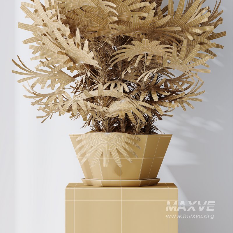 HQ Plants Rhapis Excelsa Lady Palm Hydro Care Set02 - Image 5