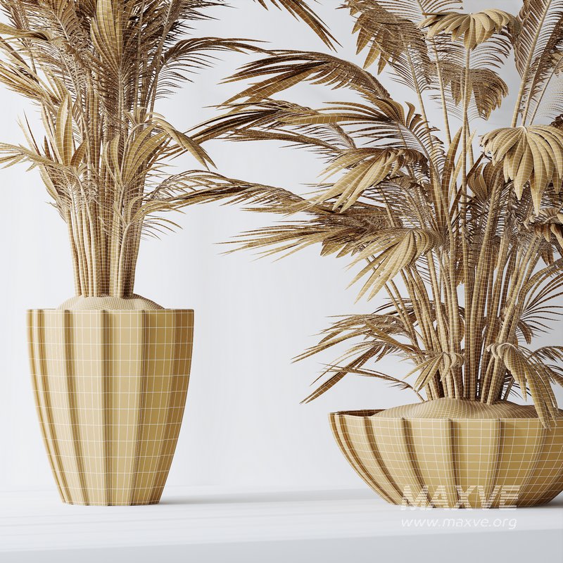 HQ Plants Areca Majesty Cat Reed Palm Set04 - Image 5