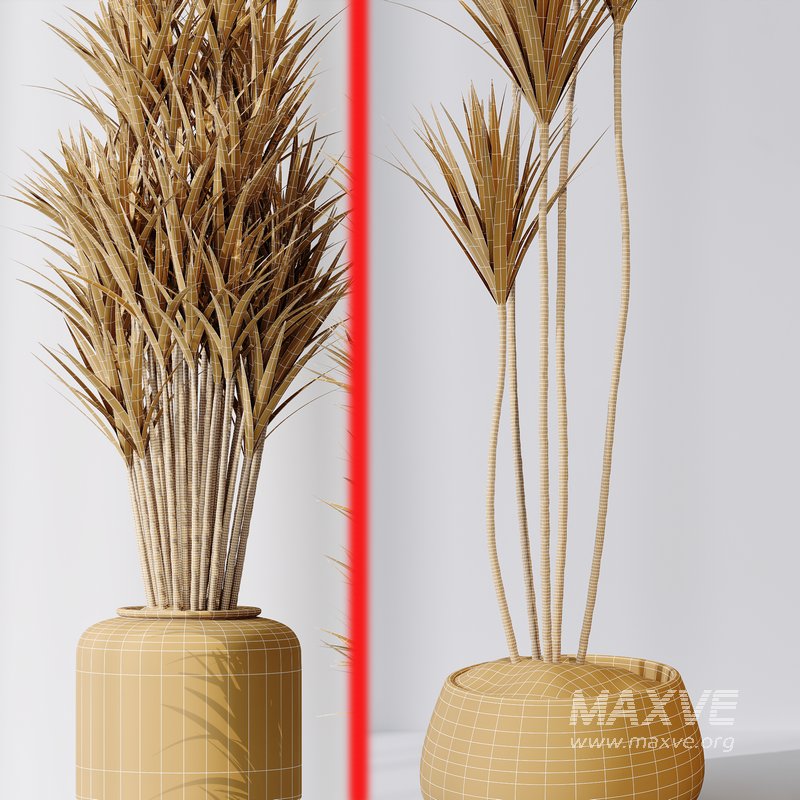 Yucca Elephantipes Gigantea Vase 007 - Image 4