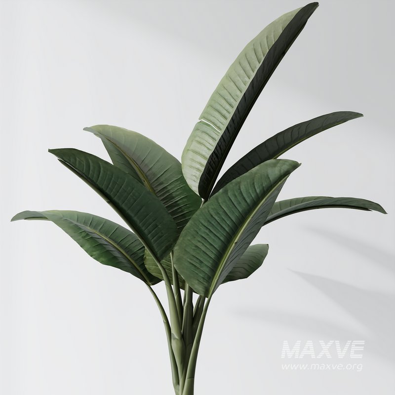 HQ Plants Bird Of ParadiseBird Vase Set02 - Image 5