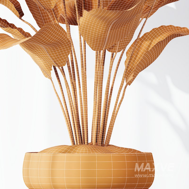 HQ Plants Calathea Lutea Cuban Cigar Set01 - Image 5