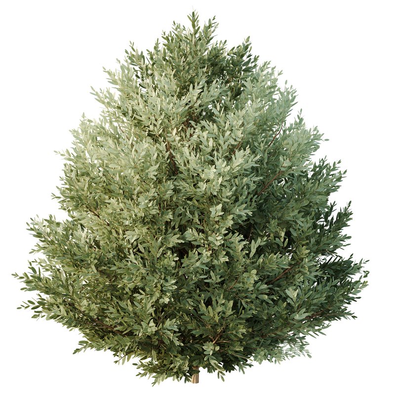 HQ Tree and bush garden box outdoor VOL 27 - Image 5