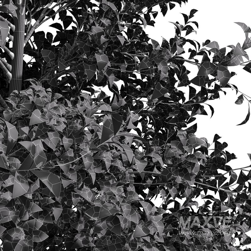 fall trees Maidenhair Ginkgo - Image 5