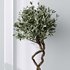 Mission Olive Tree Indoor Vase 02 - Thumbnail 5