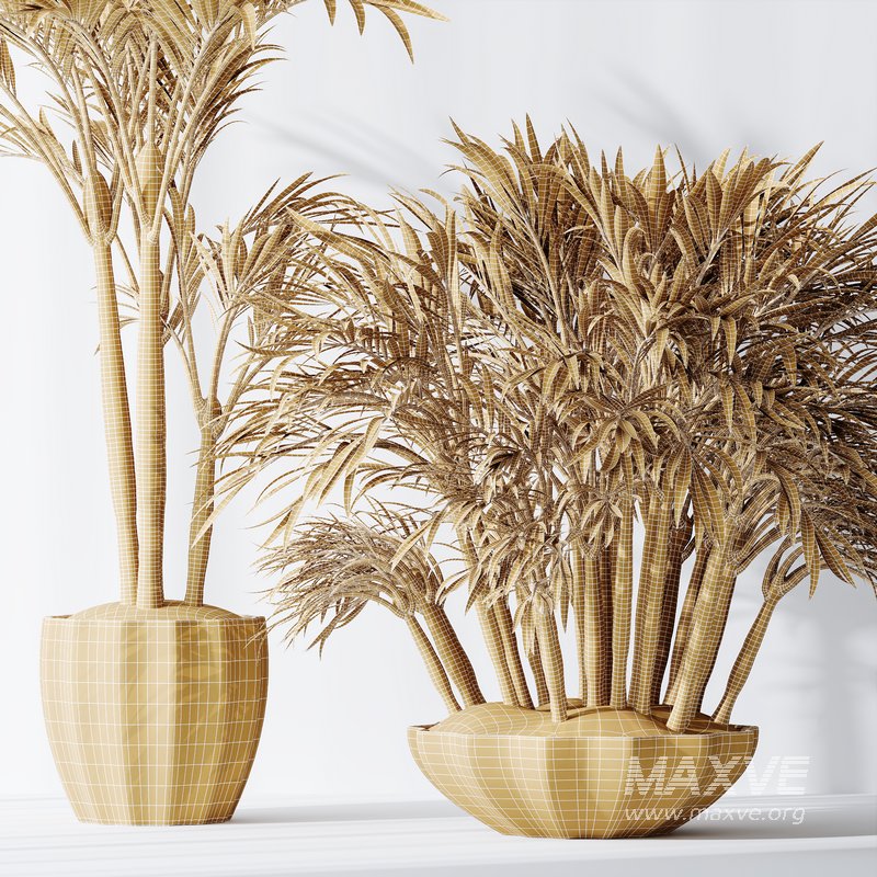 HQ Plants Areca Majesty Cat Reed Palm Set03 - Image 5