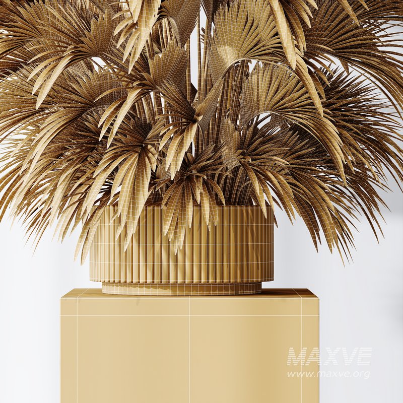 HQ Plants Areca Majesty Cat Reed Palm Set05 - Image 5