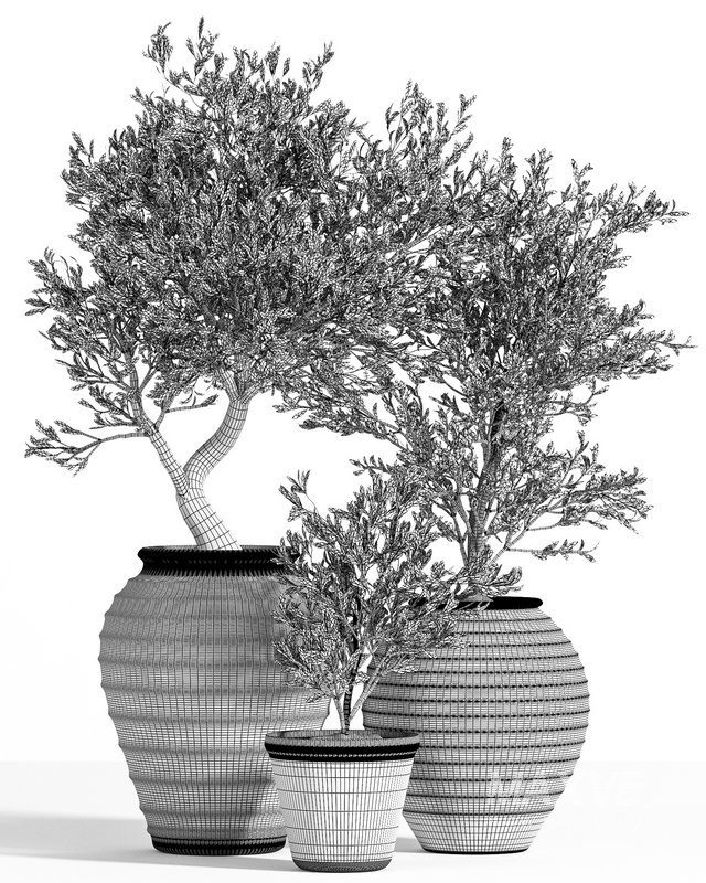 OliveTreeInAntiquePottery - Image 5