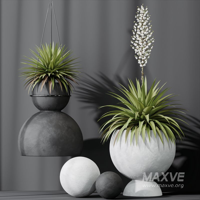 HQ Plants Yucca Elephantipes Rupicola Vase Set01 - Image 5