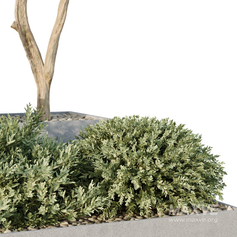 HQ Tree and bush garden box outdoor VOL 26 - Image 5