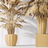 HQ Plants Areca Majesty Cat Reed Palm Set02 - Thumbnail 5