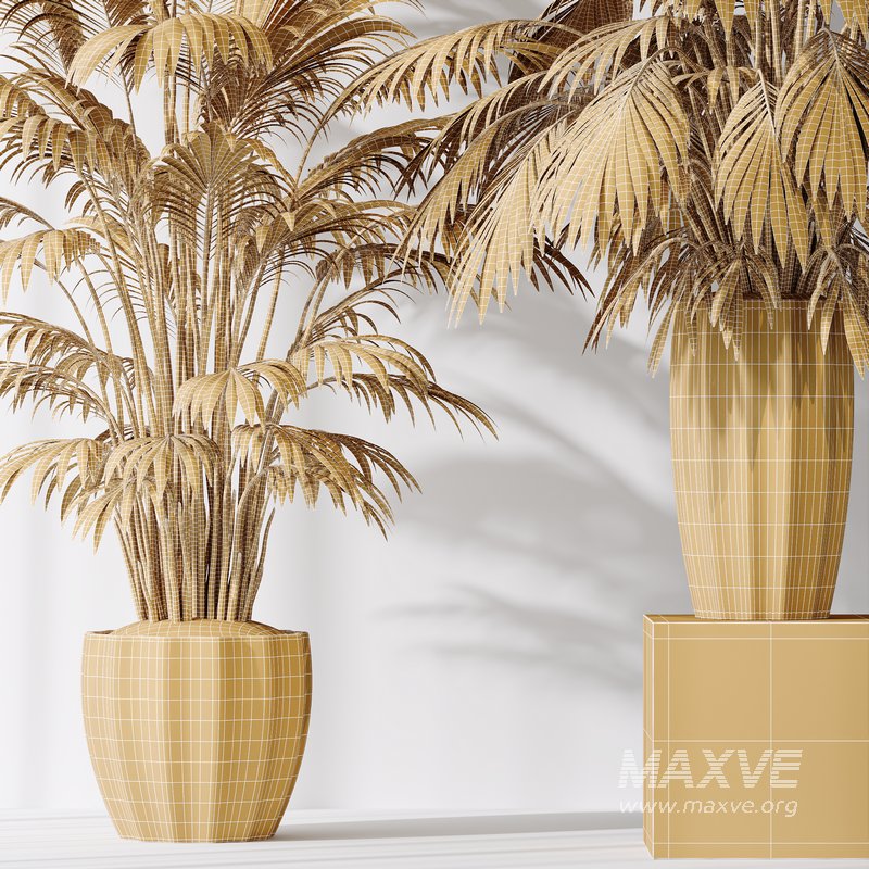 HQ Plants Areca Majesty Cat Reed Palm Set02 - Image 5