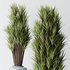 Areca Majesty and Yucca Elephantipes Vase 10 - Thumbnail 5