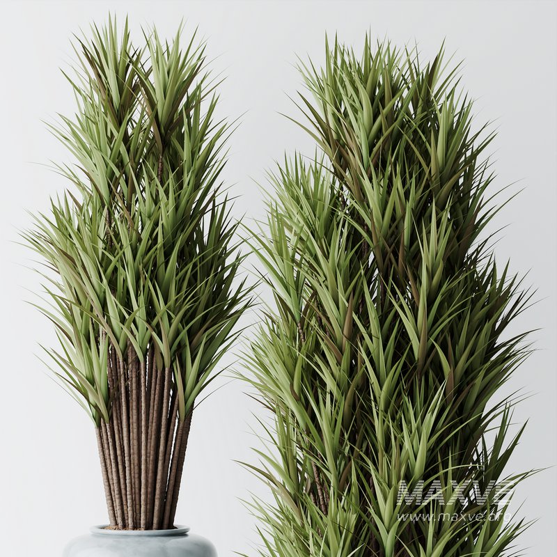Areca Majesty and Yucca Elephantipes Vase 10 - Image 5