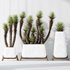 HQ Plants Yucca Elephantipes Valida Vase Set01 - Thumbnail 4