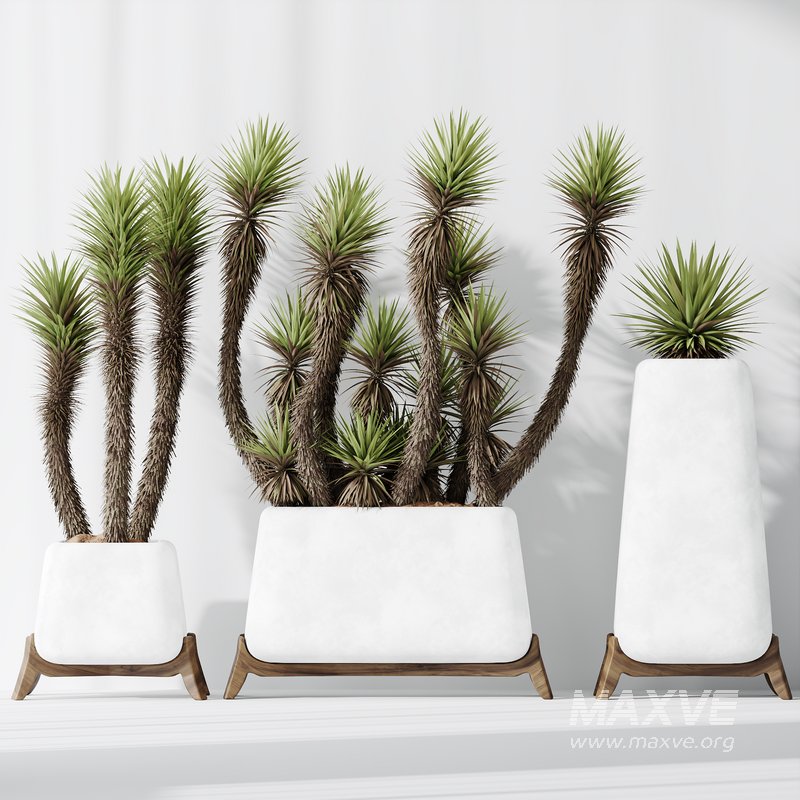 HQ Plants Yucca Elephantipes Valida Vase Set01 - Image 4