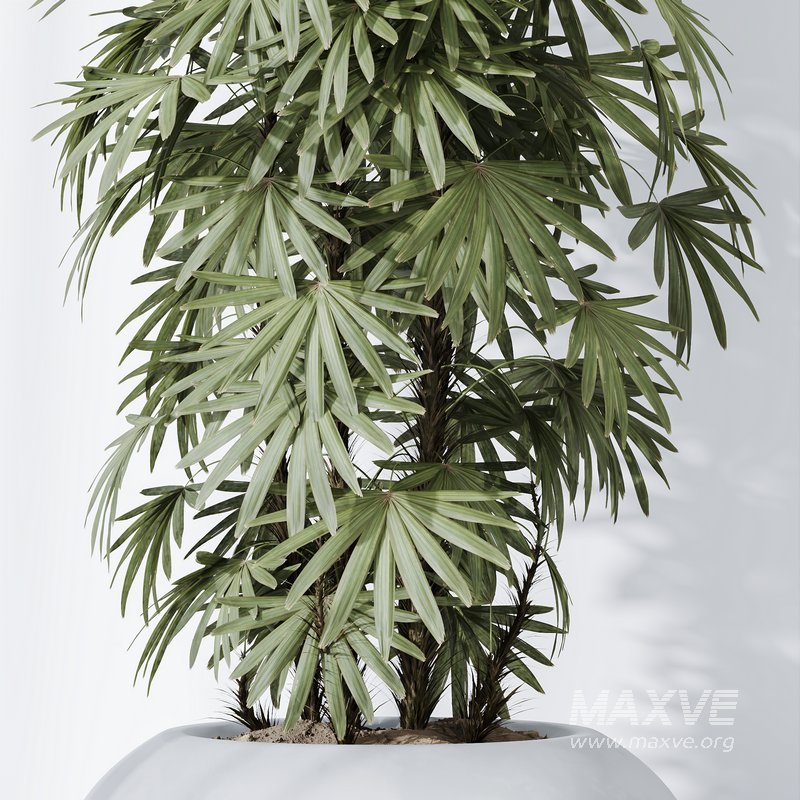 HQ Plants Rhapis Excelsa Lady Palm Hydro Care - Image 5
