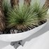 HQ Plants Yucca Elephantipes Queretaroensis Set01 - Thumbnail 5
