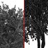 European spring 3Trees - Thumbnail 6