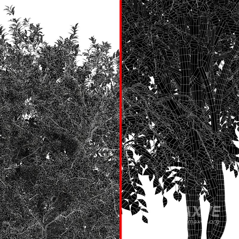 European spring 3Trees - Image 6