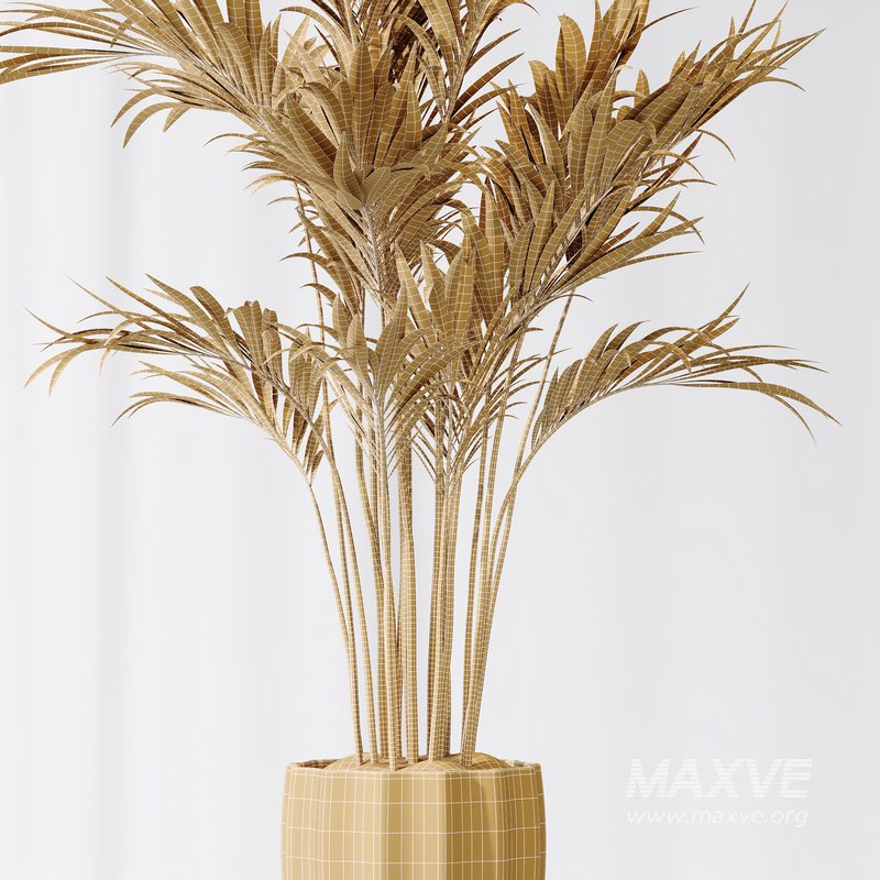 Areca Majesty and Yucca Elephantipes Vase 10 - Image 6