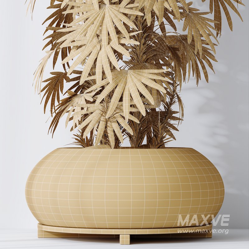 HQ Plants Rhapis Excelsa Lady Palm Hydro Care - Image 6