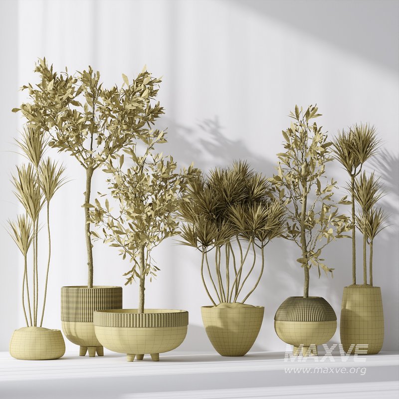 Yucca Elephantipes Gigantea and Mission Olive Tree Indoor Vase 03 - Image 5