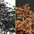 Carpinus Betulus and Hazel leave - Thumbnail 7