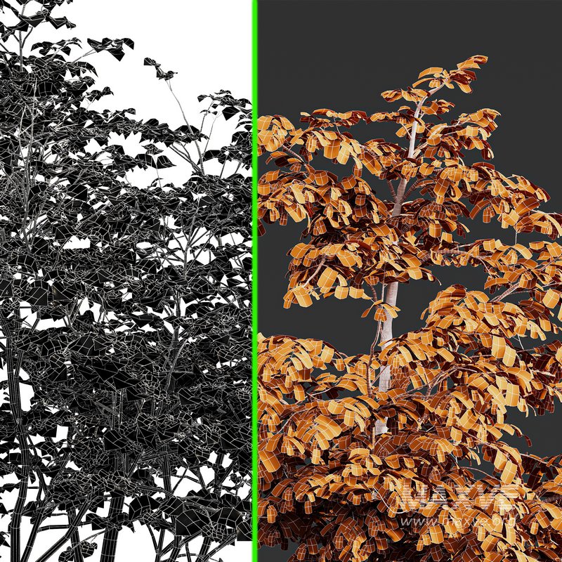 Carpinus Betulus and Hazel leave - Image 7