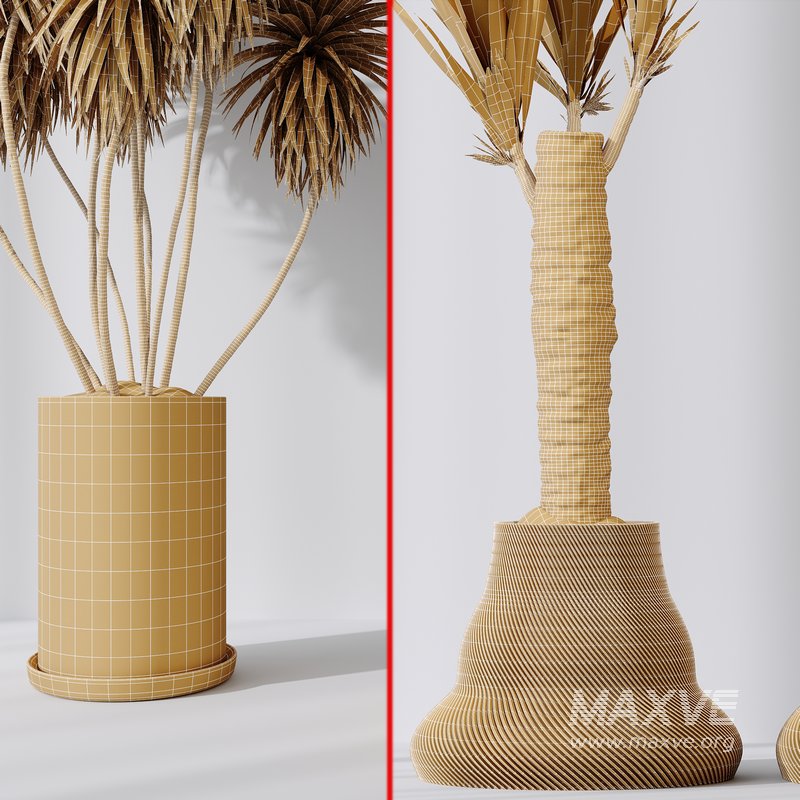 Yucca Elephantipes Gigantea Vase 07 - Image 7