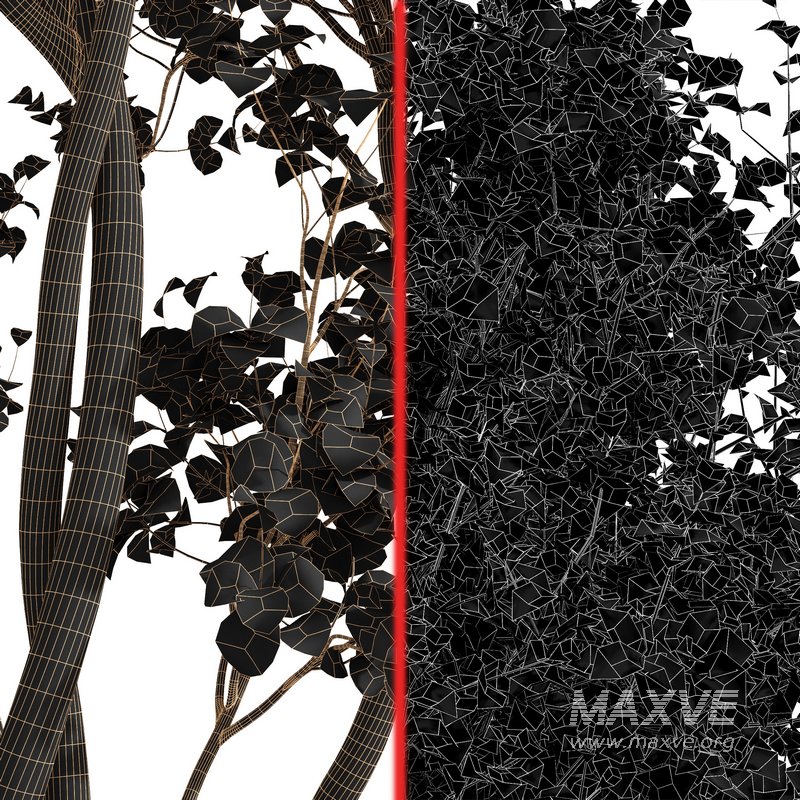 summer-fall trees - Image 7