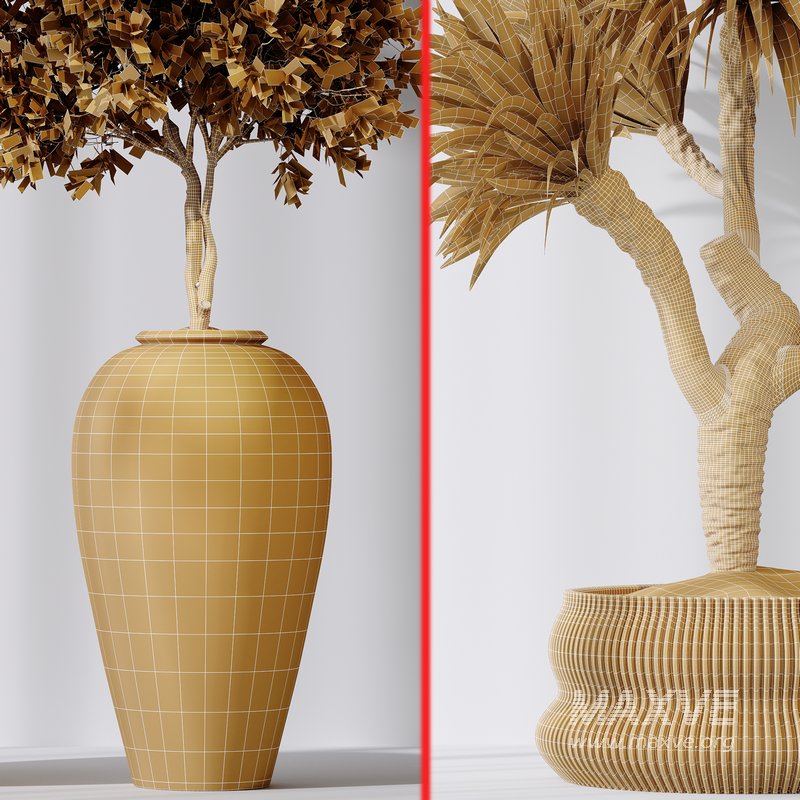 Yucca Elephantipes Gigantea and Mission Olive 05 - Image 7