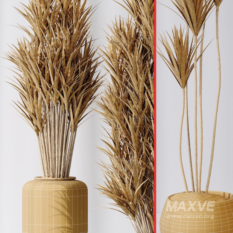 Yucca Elephantipes Gigantea Vase 06 - Image 6