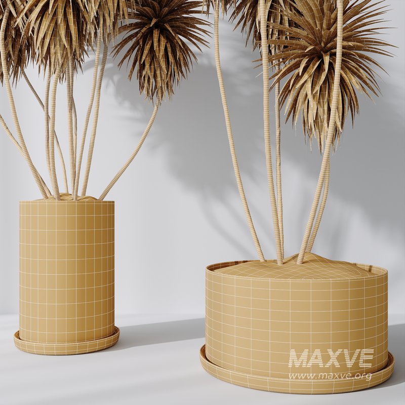 Yucca Elephantipes Gigantea and Mission Olive 04 - Image 7