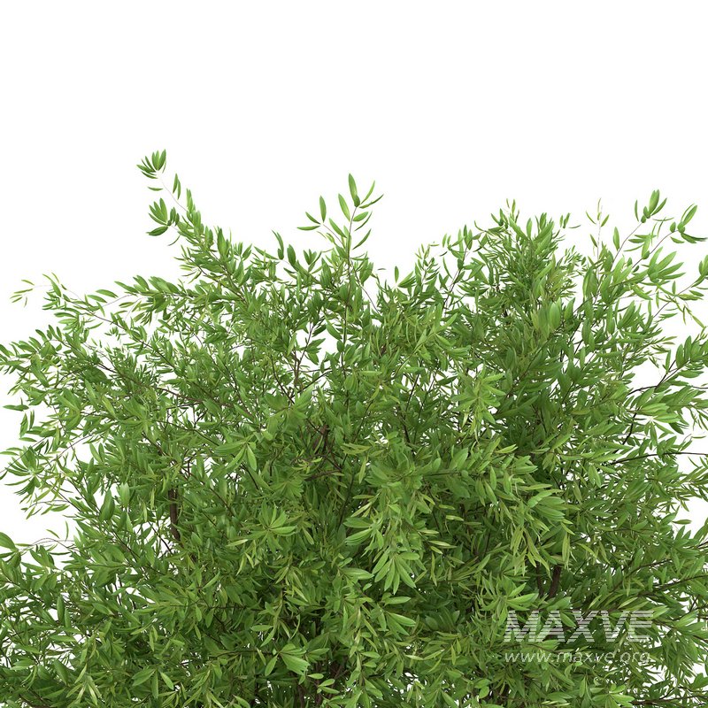 Bouquet – Green plant 01 - Image 2