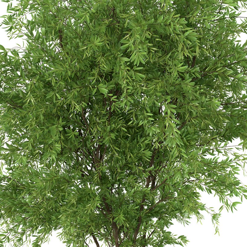 Bouquet – Green plant 01 - Image 3