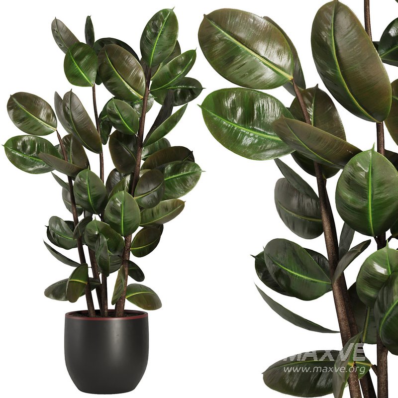 Indoor Plant Set44 - Image 1