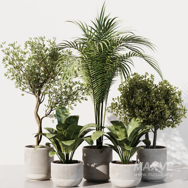 Indoor Plant Set40 - Image 1